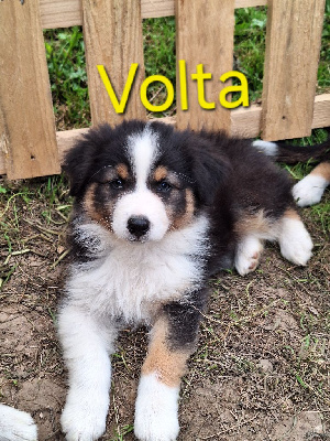 Volta