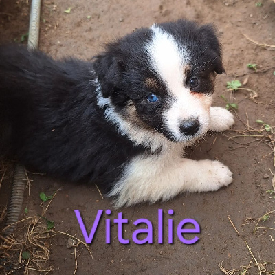 Vitalie