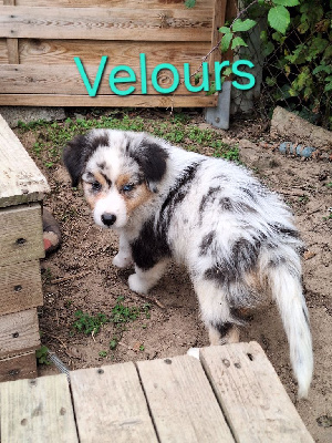 Velours