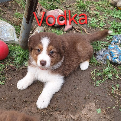 Vodka