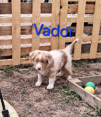 Vador