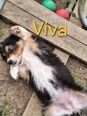 Viva