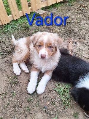 Vador