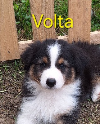 Volta