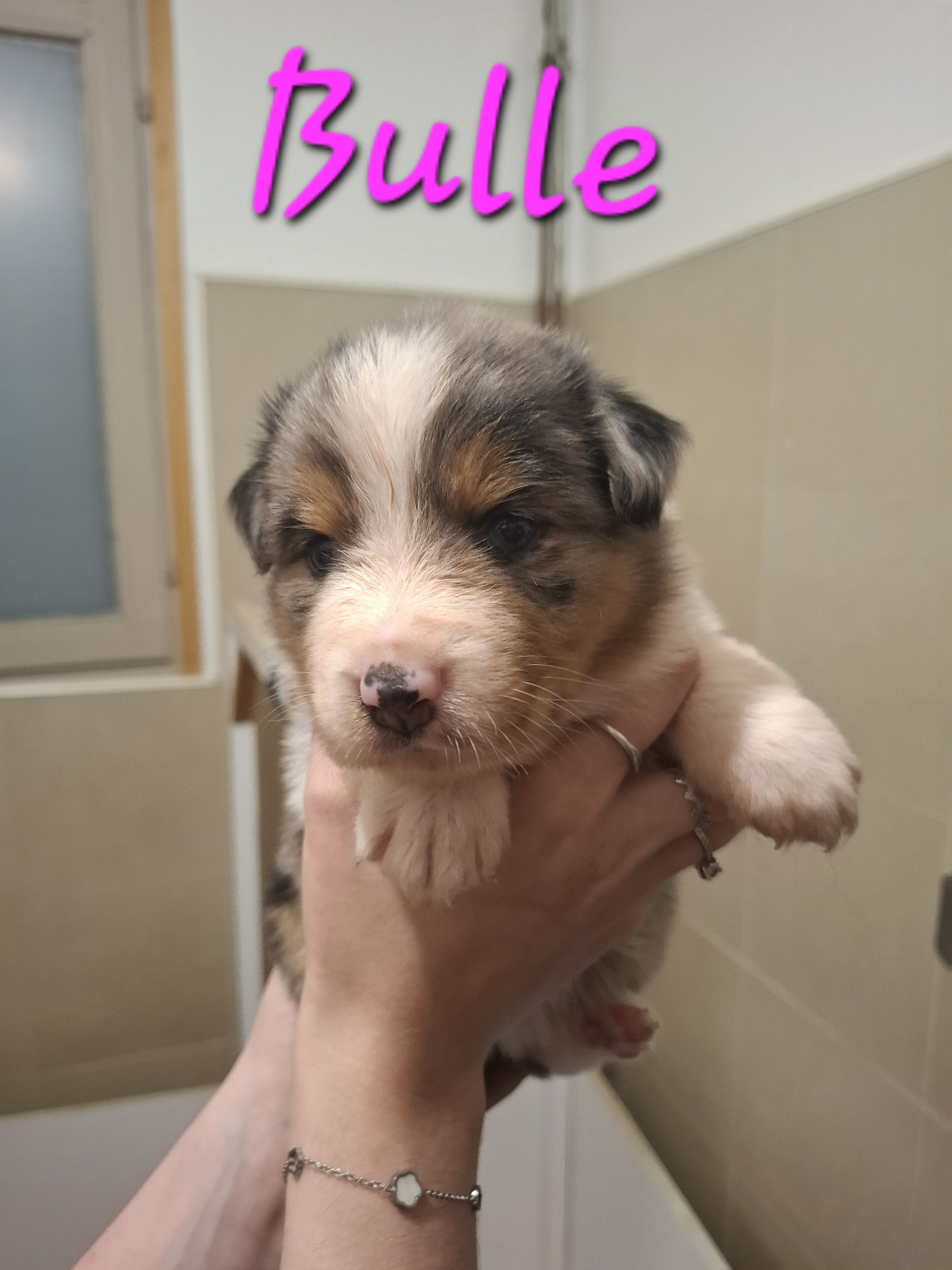 des Pattes Pezolie - Chiots disponibles - Berger Australien