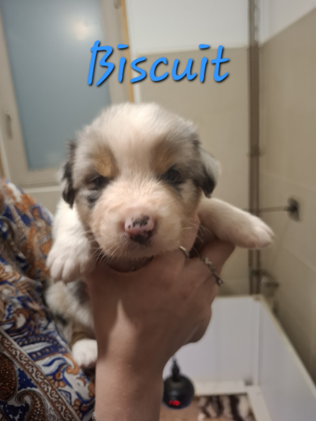 des Pattes Pezolie - Chiots disponibles - Berger Australien