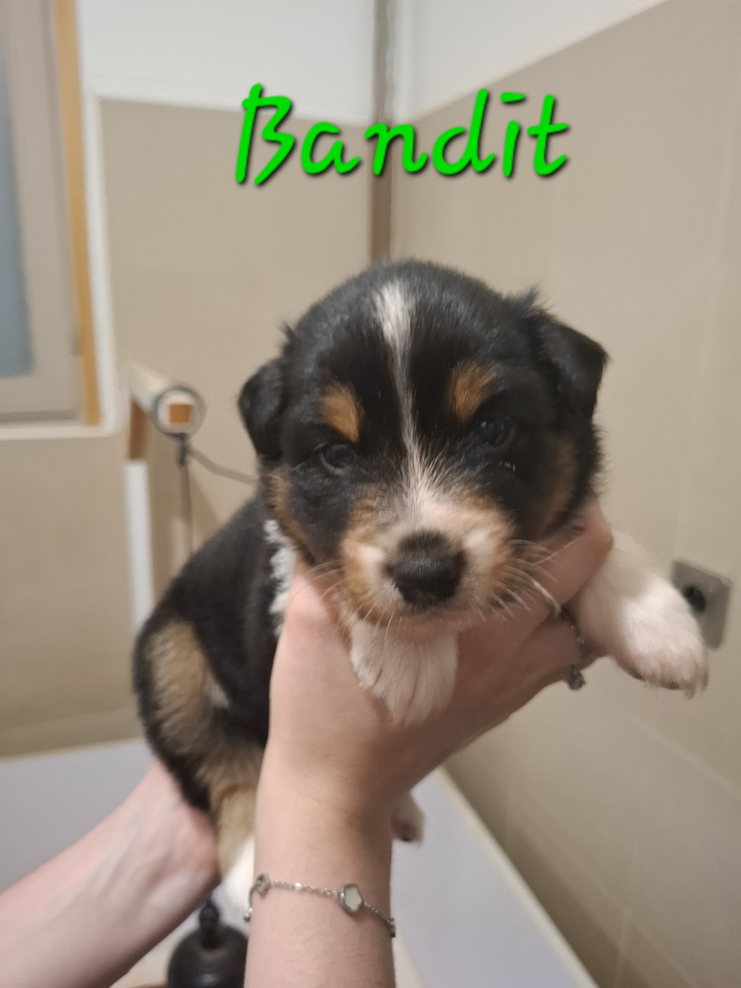 des Pattes Pezolie - Chiots disponibles - Berger Australien
