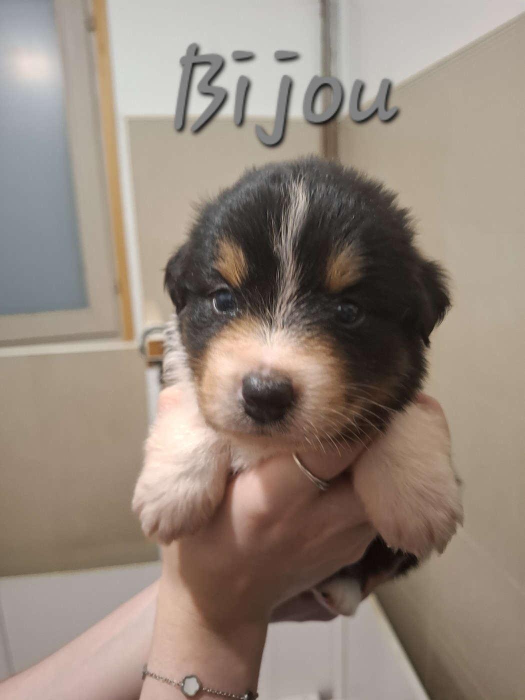 des Pattes Pezolie - Chiots disponibles - Berger Australien