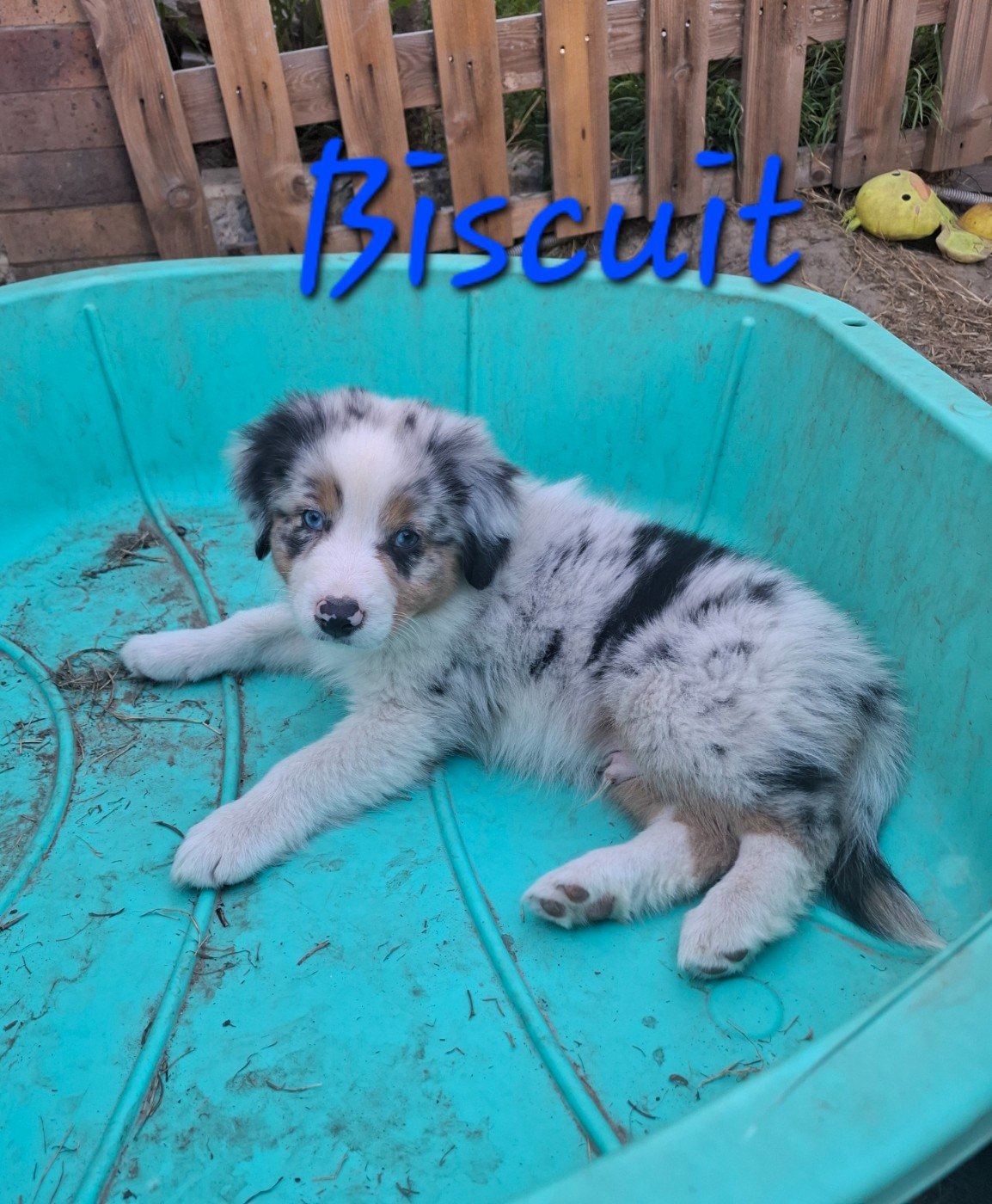 des Pattes Pezolie - Chiots disponibles - Berger Australien