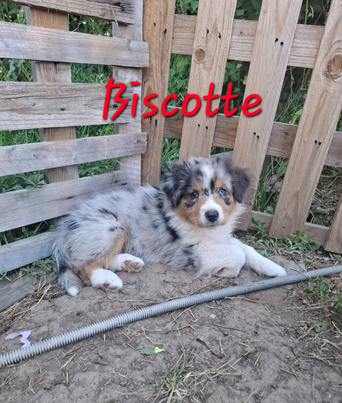 des Pattes Pezolie - Chiots disponibles - Berger Australien