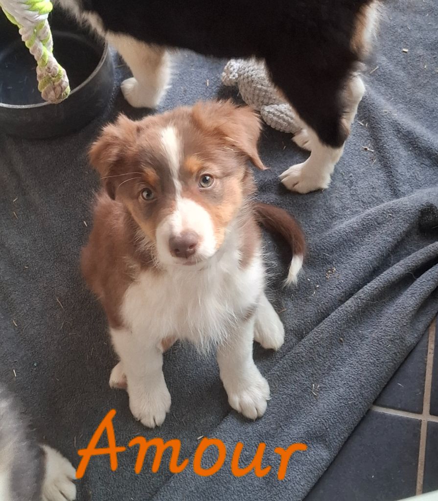 des Pattes Pezolie - Chiots disponibles - Berger Australien