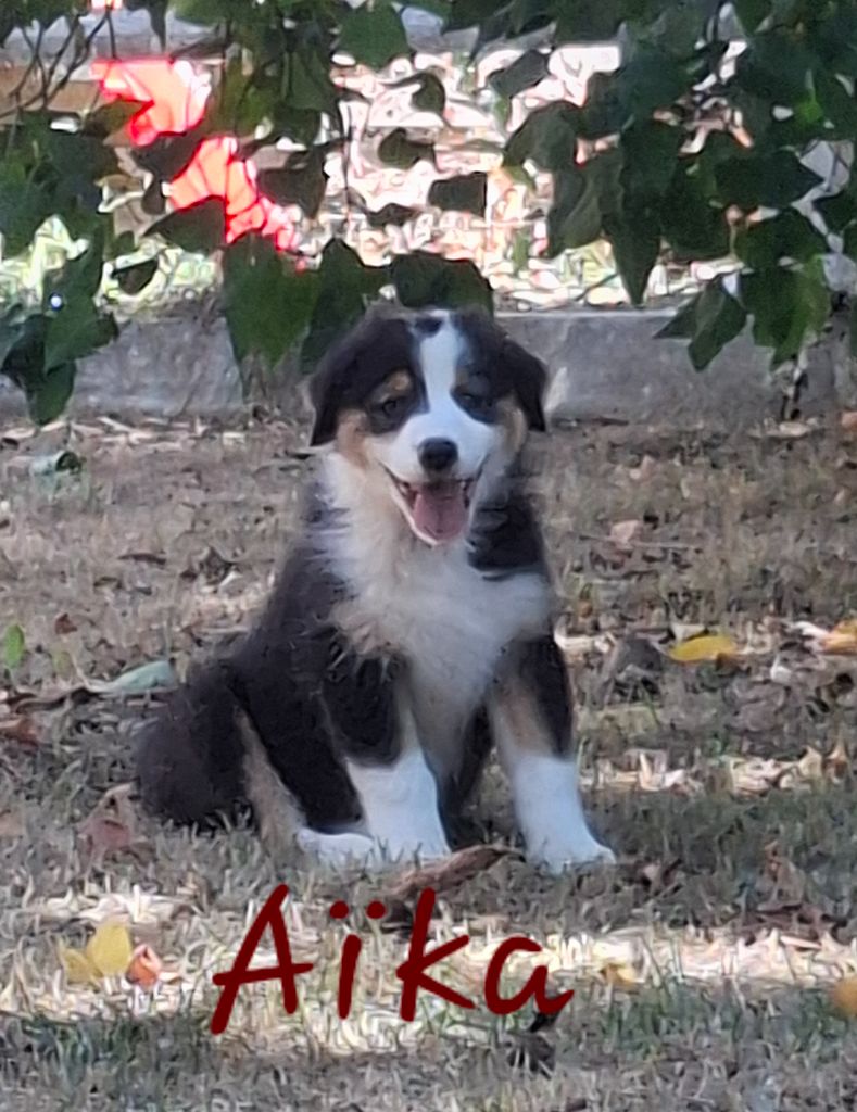 des Pattes Pezolie - Chiots disponibles - Berger Australien