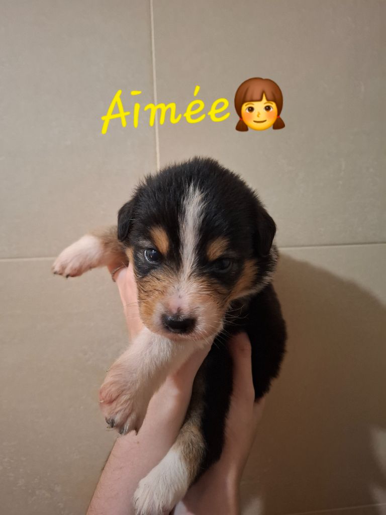 des Pattes Pezolie - Chiots disponibles - Berger Australien