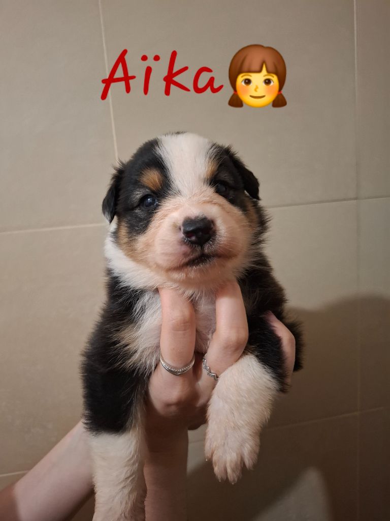 des Pattes Pezolie - Chiots disponibles - Berger Australien