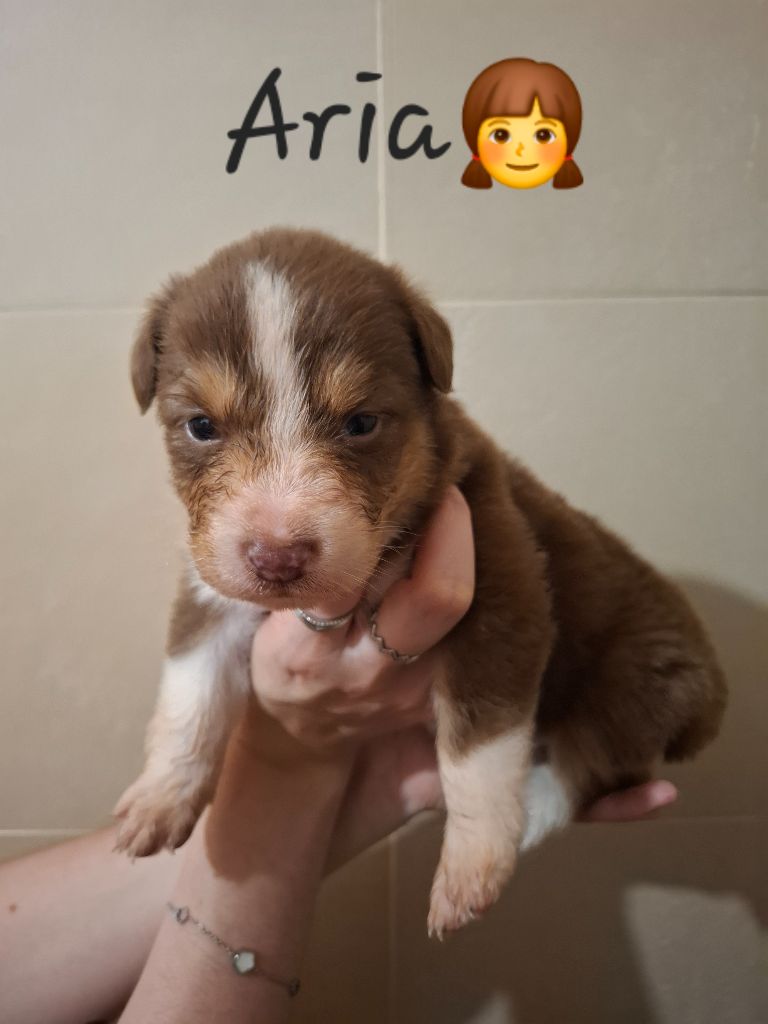 des Pattes Pezolie - Chiots disponibles - Berger Australien