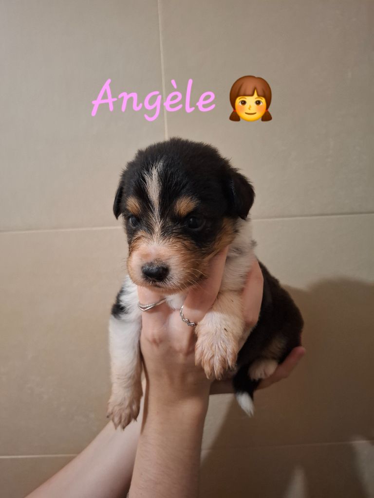 des Pattes Pezolie - Chiots disponibles - Berger Australien