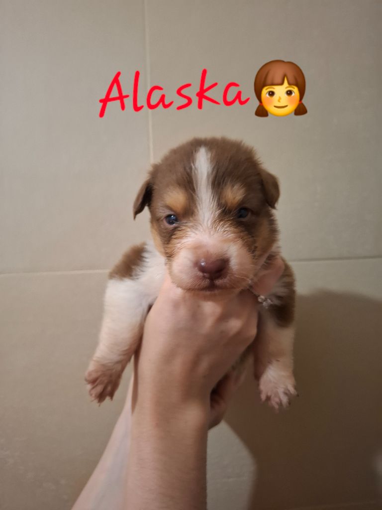 des Pattes Pezolie - Chiots disponibles - Berger Australien