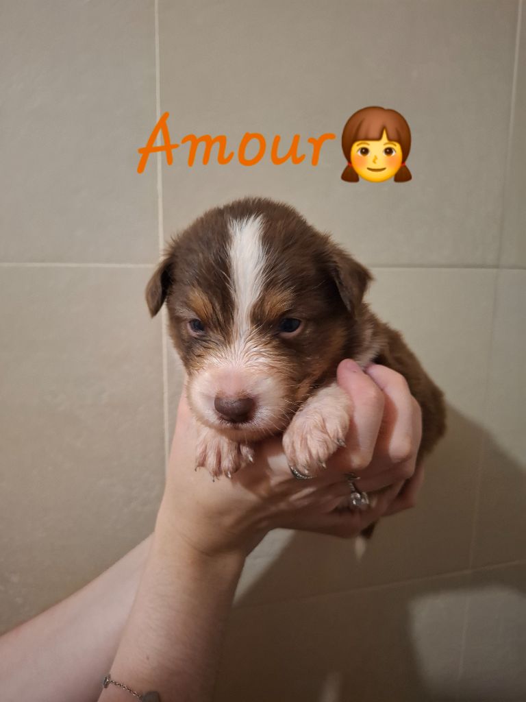 des Pattes Pezolie - Chiots disponibles - Berger Australien