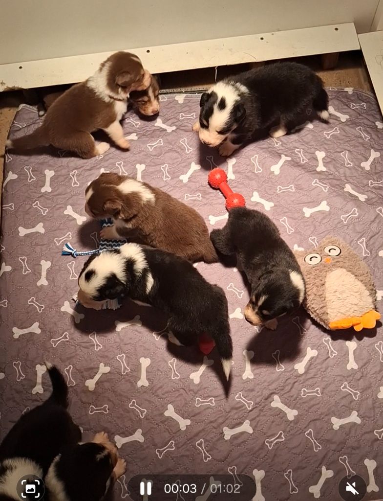 Chiot Berger Australien des Pattes Pezolie