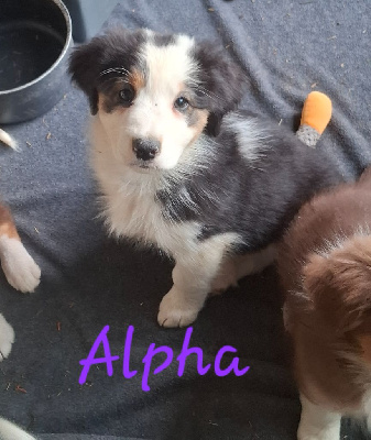 Alpha