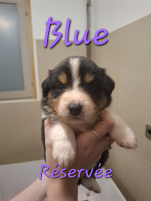 Blue