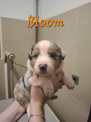 Bloom