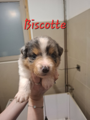 Biscotte
