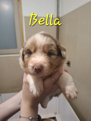 Bella