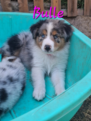 Bulle