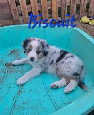 Biscuit