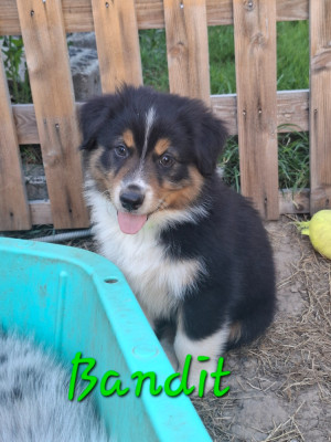 Bandit