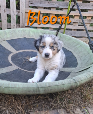 Bloom