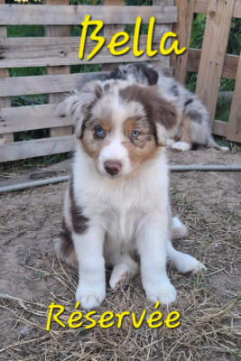 Bella
