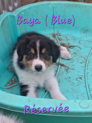 Blue