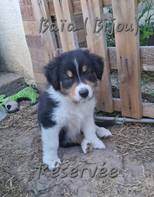 Bijou