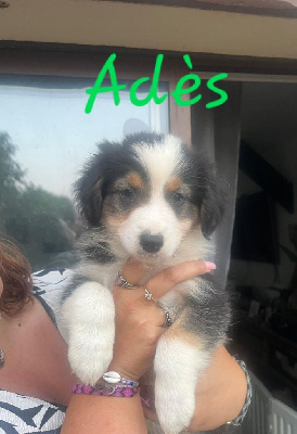 Adès 