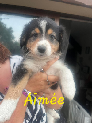 Aimée 