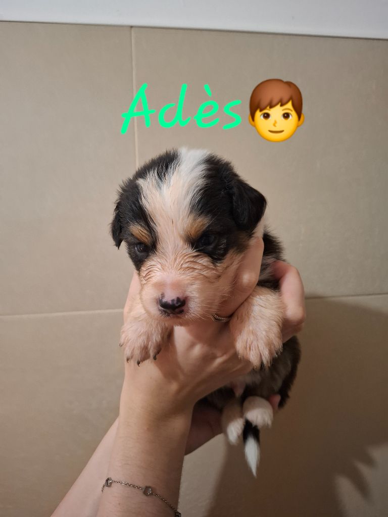 des Pattes Pezolie - Chiots disponibles - Berger Australien