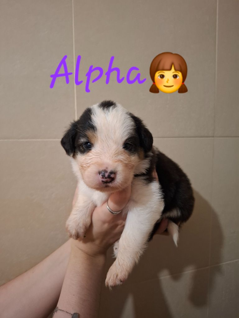 des Pattes Pezolie - Chiots disponibles - Berger Australien
